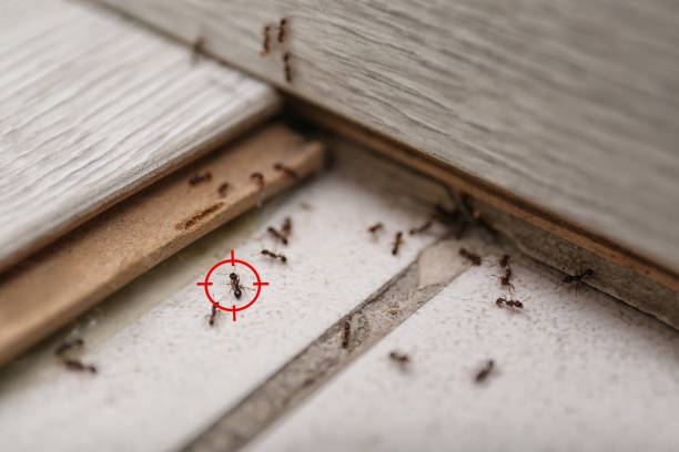 Best Flea Control Services  in University Place, WA