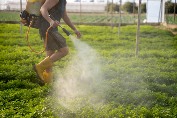 Best Insect Control  in University Place, WA