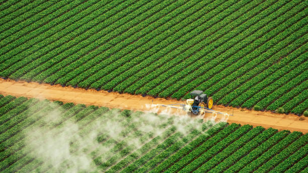 Best Pest Removal Services  in University Place, WA