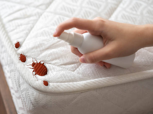 Best Bed Bug Extermination  in University Place, WA