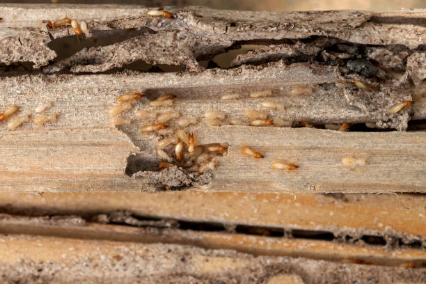Best Termite Control Services  in University Place, WA